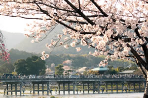 嵐山の桜の写真