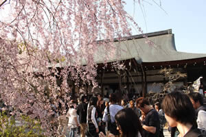 天龍寺の桜の写真