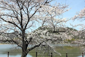 広沢池の桜の写真