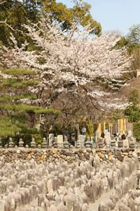 化野念仏寺の桜の写真