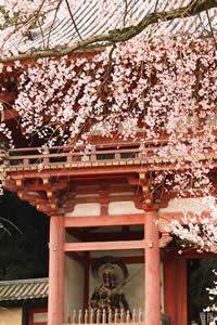 醍醐寺の桜の写真