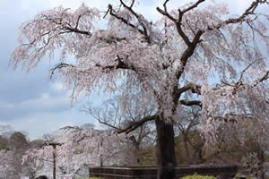 円山公園の桜の写真