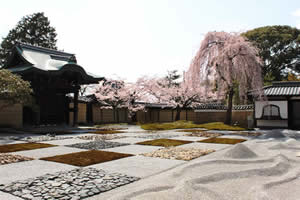 高台寺の桜の写真