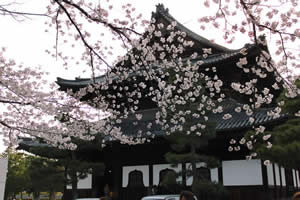 建仁寺の桜の写真