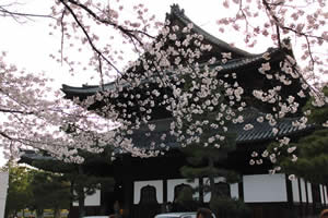 建仁寺の桜の写真