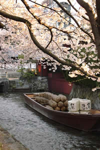 高瀬川の桜の写真