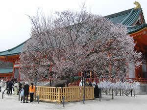 平安神宮の桜の写真