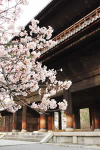 南禅寺の桜の写真