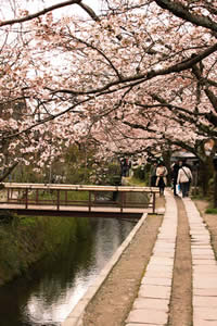 哲学の道の桜の写真