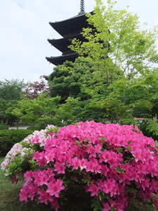 東寺のツツジの写真