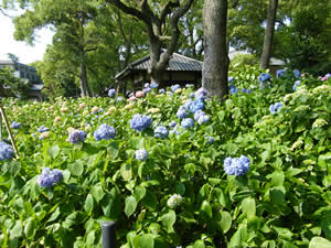 藤森神社の紫陽花の写真