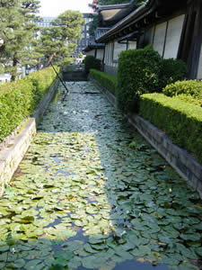 東本願寺の睡蓮の写真