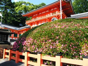 八坂神社のサツキの写真
