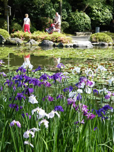 平安神宮の花菖蒲の写真