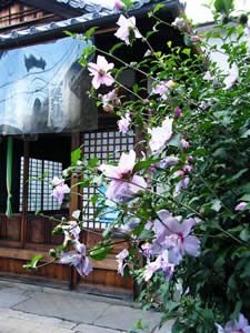西林寺のムクゲの写真