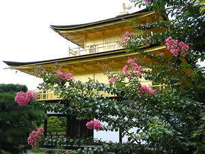金閣寺の百日紅の写真