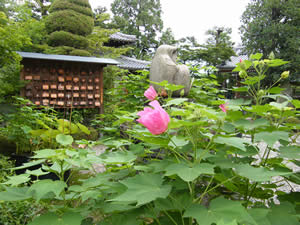 だるま寺の芙蓉の写真