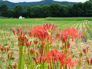 嵯峨野の彼岸花の写真