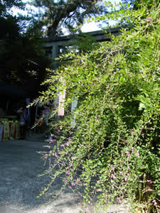 梨木神社の萩の写真