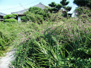 常林寺の萩の写真