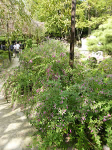 平安神宮の萩の写真