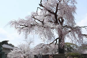 円山公園・枝垂桜