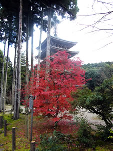 醍醐寺の紅葉