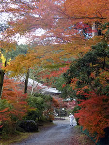 醍醐寺の紅葉5