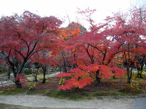 勧修寺の紅葉2