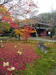 勧修寺の紅葉3