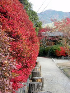 勧修寺の紅葉4