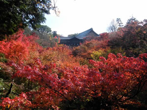 東福寺の紅葉2