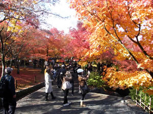 東福寺の紅葉3