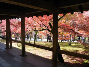 東福寺の紅葉4