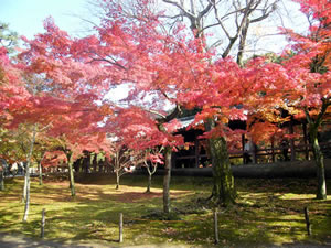 東福寺の紅葉5