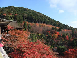 清水寺の紅葉3