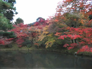 高台寺の紅葉3