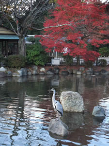 円山公園の紅葉1