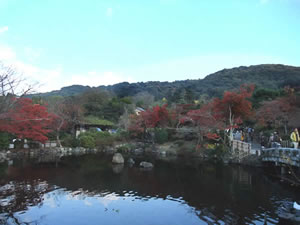 円山公園の紅葉2