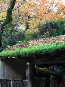 寂光院の紅葉2