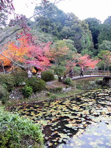 大原野神社の紅葉4