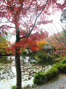 大原野神社の紅葉5