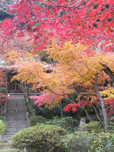 勝持寺の紅葉2