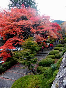 善峰寺の紅葉2