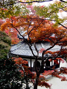 善峰寺の紅葉3