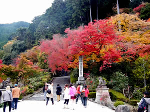 善峰寺の紅葉4