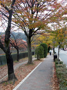 六勝寺のこみちの紅葉3