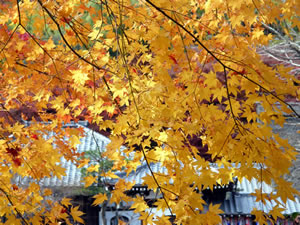 化野念仏寺の紅葉3