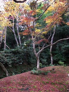 祇王寺の紅葉3