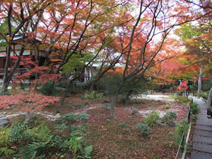 宝篋院の紅葉1